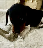 Little Charlotte , a female Miniature Dachshund for sale in Argyle, TX – 7 of 9