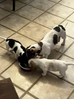 Little Heffer, a female Miniature Dachshund for sale in Argyle, TX – 3 of 8