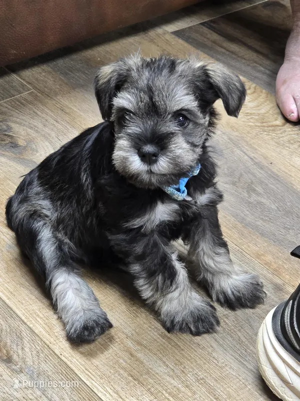 Blue – Miniature Schnauzer puppy for sale in Mobile, AL