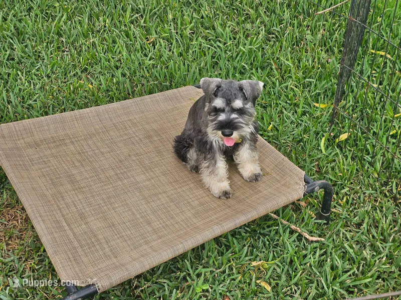 Wally – Miniature Schnauzer puppy for sale in Mobile, AL