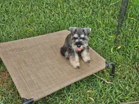 Wally, a male Miniature Schnauzer for sale in Mobile, AL – 1 of 2