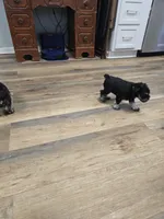 Olie, a male Miniature Schnauzer for sale in Mobile, AL – Photo 4 of 5