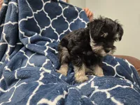 Olie, a male Miniature Schnauzer for sale in Mobile, AL – Photo 2 of 5