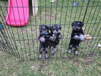 Olie, a male Miniature Schnauzer for sale in Mobile, AL – Photo 5 of 5