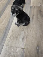 Olie, a male Miniature Schnauzer for sale in Mobile, AL – Photo 3 of 5