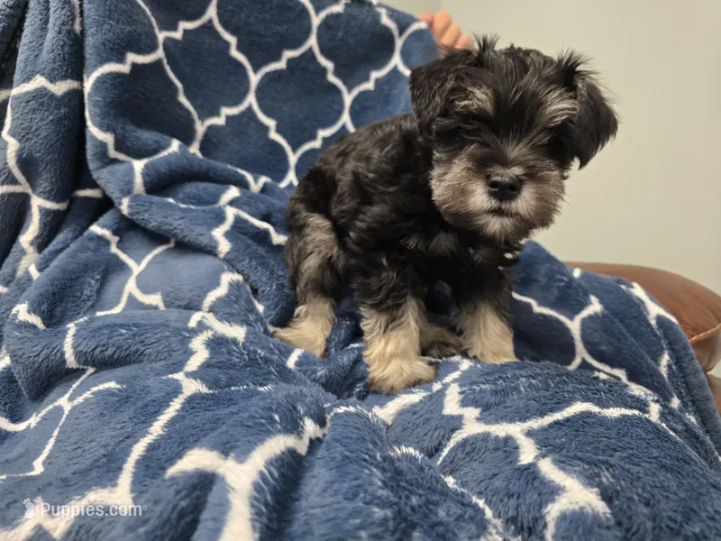Olie – Miniature Schnauzer puppy for sale in Mobile, AL