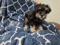 Olie, a male Miniature Schnauzer for sale in Mobile, AL – Photo 1 of 5