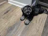 Oakley, a male Miniature Schnauzer for sale in Mobile, AL – Photo 2 of 2