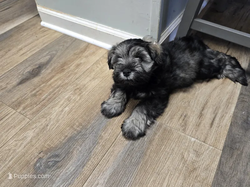 Oakley – Miniature Schnauzer puppy for sale in Mobile, AL