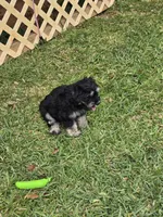 Cooper, a male Miniature Schnauzer for sale in Mobile, AL – Photo 2 of 3