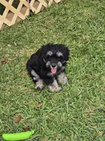 Cooper, a male Miniature Schnauzer for sale in Mobile, AL – Photo 3 of 3