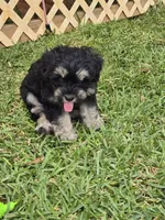 Cooper, a male Miniature Schnauzer for sale in Mobile, AL – Photo 1 of 3