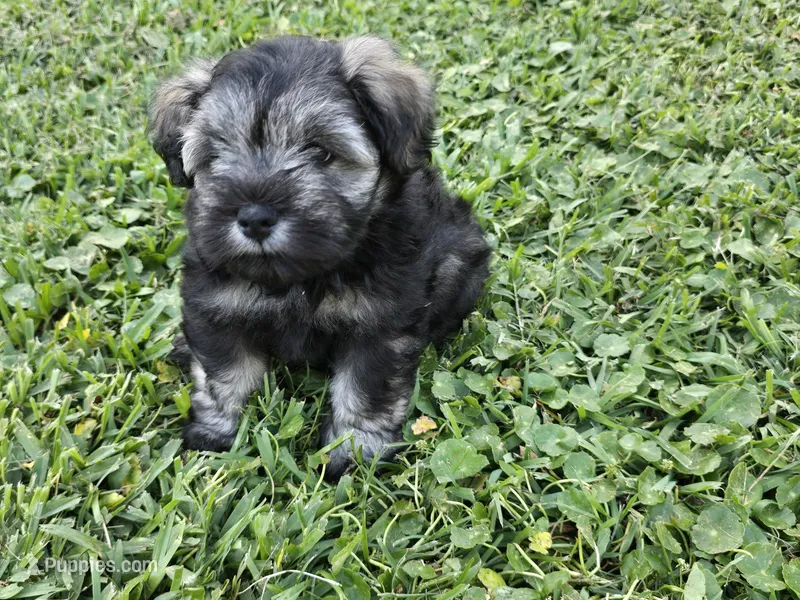 Wally – Miniature Schnauzer puppy for sale in Mobile, AL