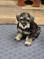 Wally, a male Miniature Schnauzer for sale in Mobile, AL – Photo 2 of 3