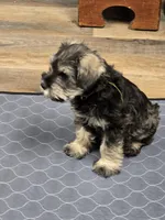Wally, a male Miniature Schnauzer for sale in Mobile, AL – Photo 3 of 3