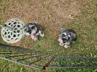 Wally, a male Miniature Schnauzer for sale in Mobile, AL – 2 of 2