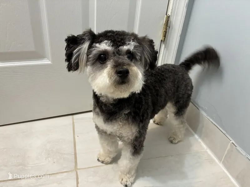 Teddy – Bichon Frise puppy for sale in Stephens City, VA