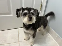Teddy, a male Bichon Frise for sale in Stephens City, VA – 1 of 5