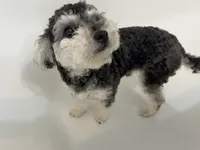 Teddy, a male Bichon Frise for sale in Stephens City, VA – 4 of 5