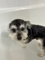 Teddy, a male Bichon Frise for sale in Stephens City, VA – 3 of 5
