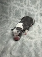 Bully Girl, a female American Bully for sale in Boise, ID – 3 of 6