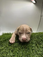 Female Fawn, a female American Pit Bull Terrier for sale in Boise, ID – Photo 3 of 8