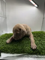 Female Fawn, a female American Pit Bull Terrier for sale in Boise, ID – Photo 7 of 8