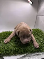 Female Fawn, a female American Pit Bull Terrier for sale in Boise, ID – Photo 8 of 8