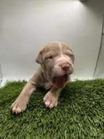 Female Fawn, a female American Pit Bull Terrier for sale in Boise, ID – Photo 6 of 8