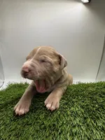 Female Fawn, a female American Pit Bull Terrier for sale in Boise, ID – Photo 5 of 8