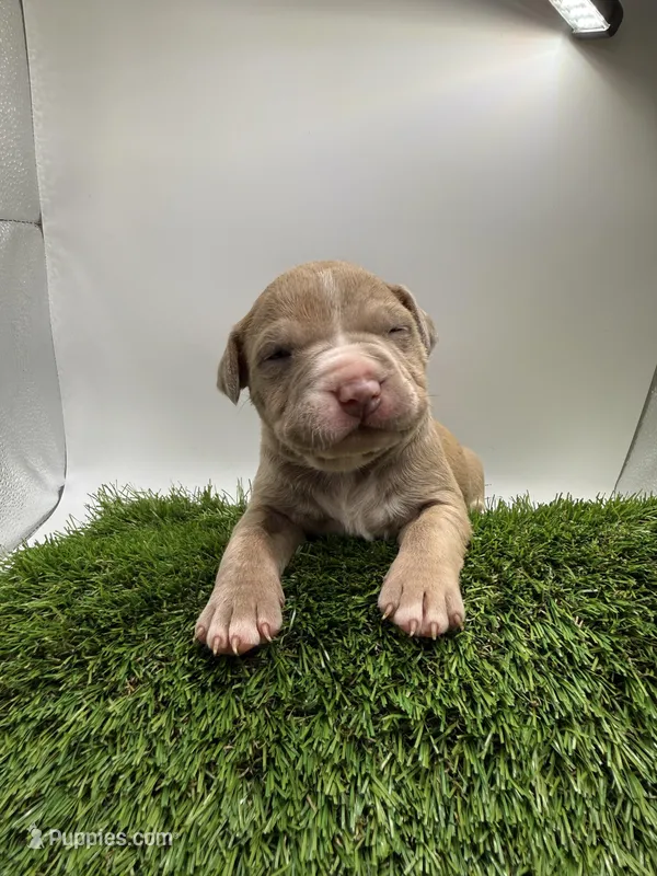 Female Fawn – American Pit Bull Terrier puppy for sale in Boise, ID