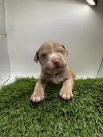 Female Fawn, a female American Pit Bull Terrier for sale in Boise, ID – Photo 1 of 8