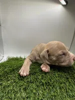 Female Fawn, a female American Pit Bull Terrier for sale in Boise, ID – Photo 2 of 8