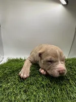 Female Fawn, a female American Pit Bull Terrier for sale in Boise, ID – Photo 4 of 8