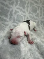 Bully Girl, a female American Bully for sale in Boise, ID – 3 of 5