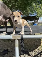 Merle Male, a male American Bully for sale in Boise, ID – 2 of 9