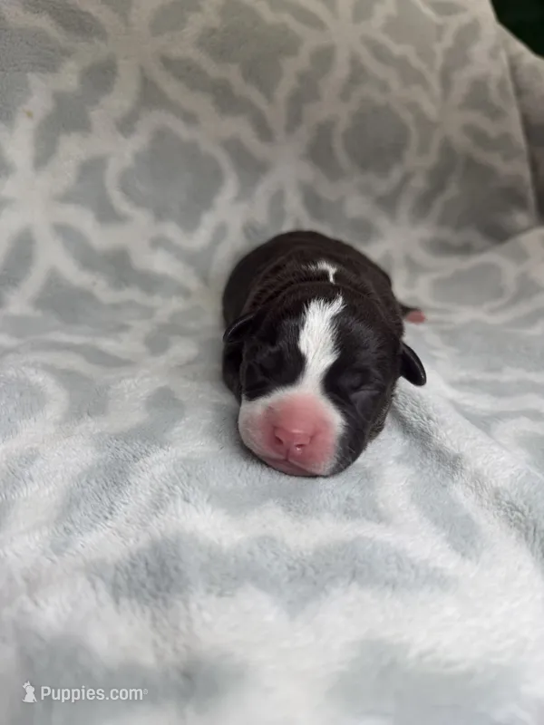 Puppy Girl – American Bully puppy for sale in Boise, ID