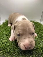 Fawn Female , a female American Pit Bull Terrier for sale in Boise, ID – Photo 2 of 6