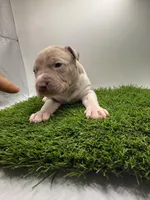 Fawn Female , a female American Pit Bull Terrier for sale in Boise, ID – Photo 4 of 6