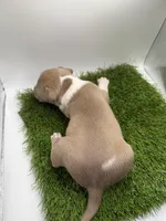 Fawn Female , a female American Pit Bull Terrier for sale in Boise, ID – Photo 5 of 6