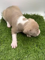 Fawn Female , a female American Pit Bull Terrier for sale in Boise, ID – Photo 6 of 6