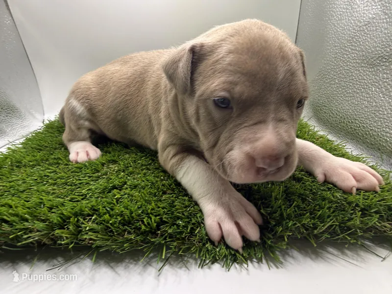 Fawn Female  – American Pit Bull Terrier puppy for sale in Boise, ID