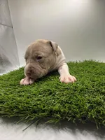 Fawn Female , a female American Pit Bull Terrier for sale in Boise, ID – Photo 3 of 6