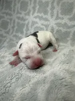Bully Girl, a female American Bully for sale in Boise, ID – 1 of 5