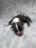Bully Girl, a female American Bully for sale in Boise, ID – 2 of 5