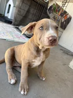 Female Fawn, a female American Bully for sale in Boise, ID – 6 of 10