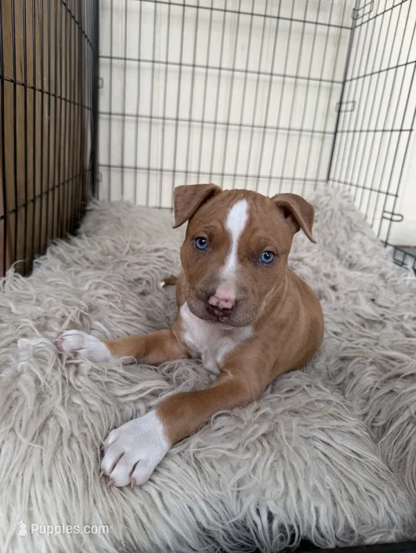 Red Male  – American Bully puppy for sale in Boise, ID