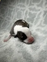 Bully Girl, a female American Bully for sale in Boise, ID – 3 of 6