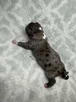 Bully Girl, a female American Bully for sale in Boise, ID – 3 of 6