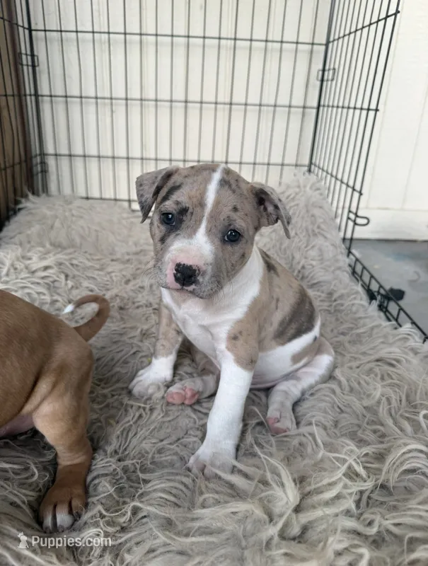 Merle Male – American Bully puppy for sale in Boise, ID